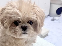 目眩がして横になっていたら、犬が近くにきて…思わずキュンとしてしまう『まさかの行動』に感動「思いやりを見習いたい」「優しくて素敵」