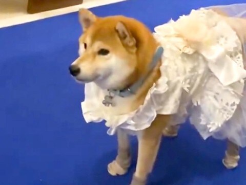 犬に結婚式で『リングドッグ』をしてもらった結果→誰も想定できなかった『まさかの結末』が91万表示「素敵」「笑い声も最高」と絶賛続々