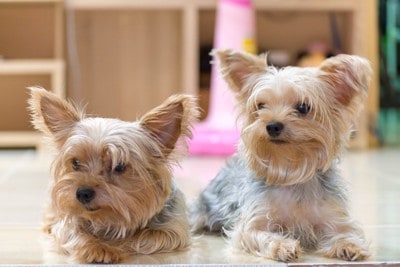 ヨーキー2匹