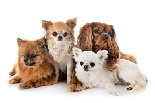 『小型犬の大きさ』の基準とは?体重は何キロまで?迎える際の注意点まで