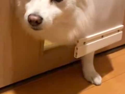 『もうダメです…』犬用ドアを設置した結果→コントのような『まさかの表情』に4万いいね集まる「絶望してて草」「かわいいww」と爆笑続々