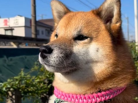『世界一かわいい鉄オタ』電車が通り過ぎるのを待つ犬→踏切音が鳴ると…『まさかの表情』が40万再生「ずっと見せたい」「子供みたい」と反響