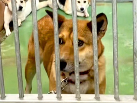 突然現れた『1匹の野良犬』→保健所に収容されて…１年後の『奇跡の物語』に感動の声「幸せそうな表情で泣いた…」「なんてお利口さんなの」