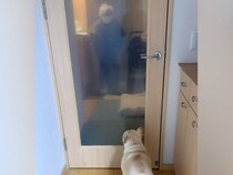 ガラス越しにおばあちゃんを見つけた犬→喜びがあふれだして…大興奮で見せた『おしりプリプリ』が25万再生「喜びの舞」「何回も見れる」と絶賛