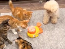 猫たちが『オヤツが出るおもちゃ』を囲んでいたら、犬が…まさかの『配給係』になる光景が可愛すぎると反響「お利口さん」「頑張ってるの可愛い」