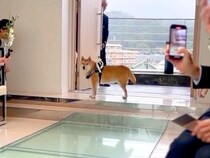 『マイペースといわれる柴犬』がリングドッグに挑戦→言うことを聞かないかと思いきや『まさかの光景』が397万再生「感動」「よく頑張った」