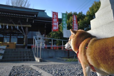 赤い厄除けの旗、柴犬