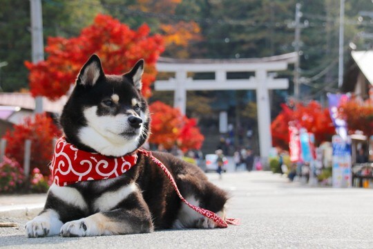 犬も人間と同じように『厄年』はあるの？厄払いの方法や愛犬に起こるかもしれない厄災とは？