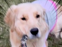 『絶対に家に帰りたくない』と駄々をこねる犬→『お友だちの名前』を言った瞬間…まさかの光景が131万再生「愛の力は偉大」「判断が早いｗ」