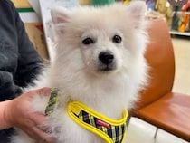 『3万円で売れ残っていた犬』を飼った結果→想像と違った『成長』をする光景に154万再生の大反響「素晴らしい家族」「幸せな証拠」と絶賛の声