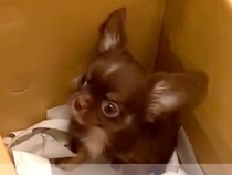 子供がいない夫婦が『660gの小さな子犬』と運命的に出会い…人生が変わった『素敵すぎる物語』がSNSで話題「泣いた」「愛…」と10万再生