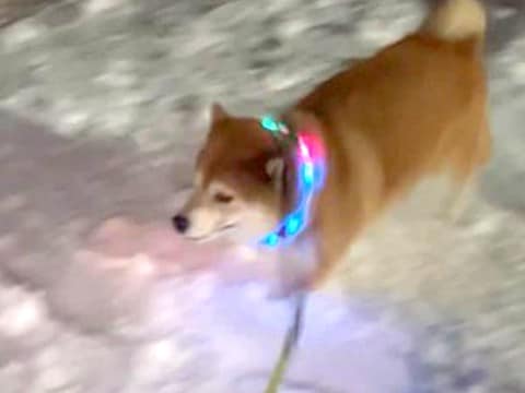 久しぶりに『雪』を見た柴犬→『テンション爆上がりした結果』がSNSで話題「最後は気絶ｗｗｗ」「冷却してて笑った」と77万表示の反響