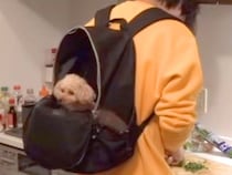 抱っこが大好きな6歳の犬→家事をしている間、バッグに入れてあげると…まるで赤ちゃんのような光景が13万再生「幸せそう」「ホッコリした」
