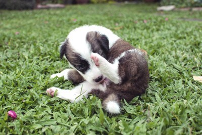 セルフグルーミングする子犬