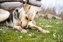 犬が『自分の体を舐める』理由5つ　執拗にペロペロしてしまう原因や対処法まで