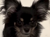 『黒い犬なんて飼うな』と言っていたおばあちゃん→帰省で連れて行った結果…『まさかの展開』に反響「毛色なんてどうでもいい」「よかった」
