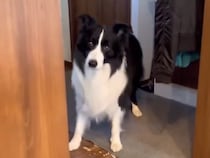 犬と『お風呂に入る約束』をした翌日→すっかり忘れていて…『まさかの行動』が賢すぎると58万表示「もう社会人なれるだろ」「天才、びっくり」