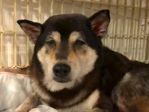 孤独死した主人を『2週間も待ち続けた老犬』→ボロボロの状態で保護して…まさかの『涙あふれる変化』に反響「全然違う」「心から感謝」