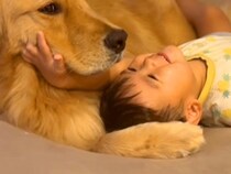 男の子とソファで転がる大型犬→もはや恋人のように『イチャイチャする光景』が尊いと35万再生「可愛いが過ぎる」「ふたりとも幸せそう」と話題
