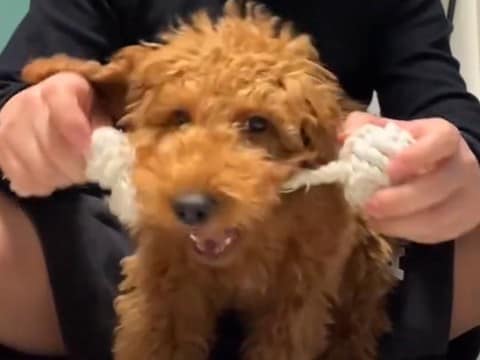 『小さい子が人気だから』と値下げされていた犬→みんなに愛されて育った結果…感動的な『1歳になった光景』が9万再生「可愛い」「運命だった」