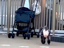 犬を遊ばせるため『ドッグラン』に連れて行った結果→思っているのと違う『まさかの光景』が26万再生「帰る気満々で草」「すごいジャンプ力ｗ」