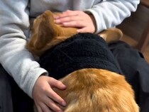 『やってしまった…』女の子を怪我させてしまった犬→想像を超えるほど『落ち込む光景』が尊いと192万再生「申し訳なさそう」「どちらも立派」