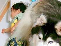 赤ちゃんを守る大型犬→小型犬も近くで…大きさが違いすぎる『守り神』が可愛すぎると2万いいね「どちらも守る眼してる」「ハスキーの貫禄ｗ」