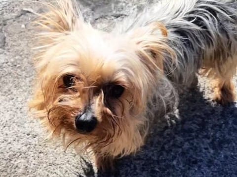 住宅街をさまよっていた犬を保護→大切にお世話した結果…想像を超える『別犬級の変化』に感動「お幸せに」「優しい家族ができてよかった」