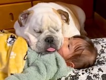 女の子の上で犬が眠ってしまったので、助けようとした結果…思っていたのと違う『まさかの光景』が7万再生「ふたりとも可愛い」「めんこい」の声