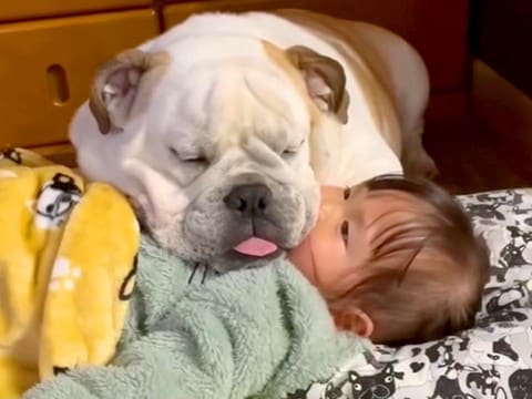 女の子の上で犬が眠ってしまったので、助けようとした結果…思っていたのと違う『まさかの光景』が7万再生「ふたりとも可愛い」「めんこい」の声