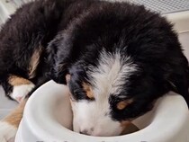 赤ちゃんの頃から『すごい寝相』をしていた超大型犬→成長後の『クセ強すぎる爆睡の仕方』が32万再生「白目で羽ばたくの草」「猫みたいｗｗ」