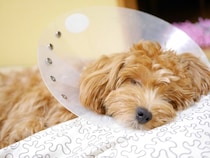 犬を『運動させてはいけない』タイミング5選　日常生活で気をつけるべきことや体に与える悪影響まで