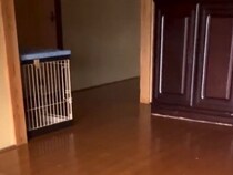 忘れ物をしたので、家に帰った結果→犬が玄関で…あまりにも愛おしい『お出迎えの光景』が248万再生「足音たまらん」「癒された」と絶賛