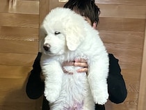 生後2ヶ月の赤ちゃん犬→すくすく育ち、8ヶ月後…『衝撃的なサイズ』に成長した光景に3万いいね「スピード違反レベルｗ」「やる気ない顔好き」