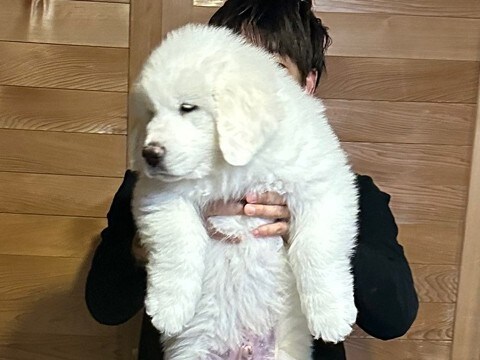 生後2ヶ月の赤ちゃん犬→すくすく育ち、8ヶ月後…『衝撃的なサイズ』に成長した光景に3万いいね「スピード違反レベルw」「やる気ない顔好き」