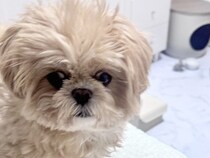 目眩がして横になっていたら、犬が近くにきて…思わずキュンとしてしまう『まさかの行動』に感動「思いやりを見習いたい」「優しくて素敵」