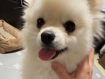 ママに撫でられて嬉しそうな犬→おばあちゃんが試してみると…あからさま過ぎる『態度の違い』が28万再生「思わず吹いたｗｗ」「面白すぎる」