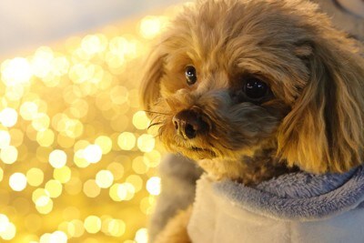 犬の顔のアップ