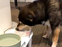飼い主が亡くなり『2週間もひとりぼっち』だった保護老犬→愛情たっぷりに育てた結果…信じられない光景に思わず感動「お顔が…」「涙出た」