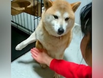 『絶対にオテさせたい娘』VS『絶対にしたくない柴犬』 面白かわいい攻防戦の一部始終がSNSで話題「見たことない動きで草」と45万再生