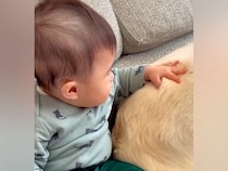 赤ちゃんと暮らしている２匹の犬→気づくといつも近くにいてくれて…可愛いが渋滞している『愛おしい距離感』に反響