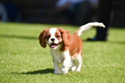 笑顔のキャバリア