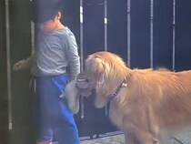 朝、お父さんに叱られた小さい男の子→大型犬がついていき…心配して見せた『まさかの行動』が109万再生「優しさがあふれてる」「涙出ちゃう」