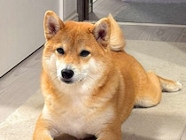 『遊んでほしい』とアピールする犬→おててを見てみると…まさかの『器用すぎるお誘いの仕方』が22万表示「礼儀正しくて草」「健気な誘い方ｗ」