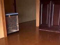 忘れ物をしたので、家に帰った結果→犬が玄関で…あまりにも愛おしい『お出迎えの光景』が248万再生「足音たまらん」「癒された」と絶賛