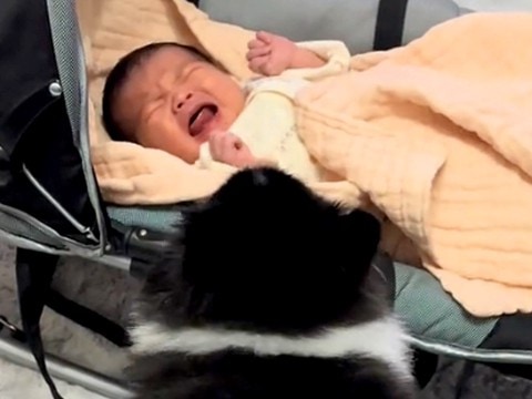 犬が暮らす家に、赤ちゃんが生まれた結果…心温まる『初対面と成長記録』にSNSで反響「気付いたら泣いてた…」「なんて尊い姿なの」