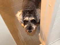 ママのお風呂上がりは『ドアの前』で待機している犬→パパが出た結果…まさかの『あからさますぎる態度の違い』に爆笑「差をつけられてるｗ」