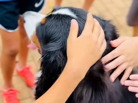 『なでなでしてもいい!?』散歩中、小学生の男の子たちと遭遇した大型犬→「なんやこの尊い空間…」「全員いい子」微笑ましい光景が95万再生