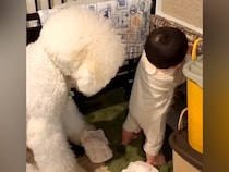 赤ちゃんが『おむつにいたずら』しているのを発見した大型犬→もはや人間のような『困惑の表情』が192万再生「平和だなあ」「可愛すぎるｗ」