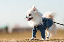 冬に犬を散歩させるときに必要な『防寒対策』4つ　愛犬が寒いと感じているときにみせる行動まで解説